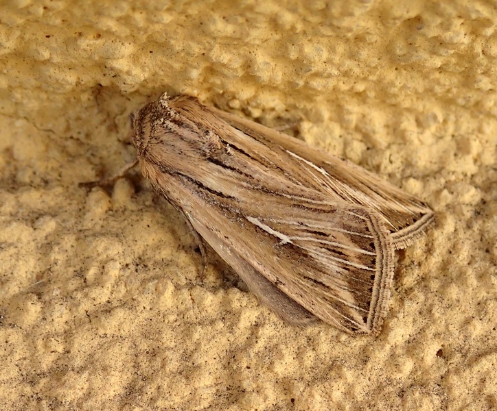 Leucania (Leucania) comma